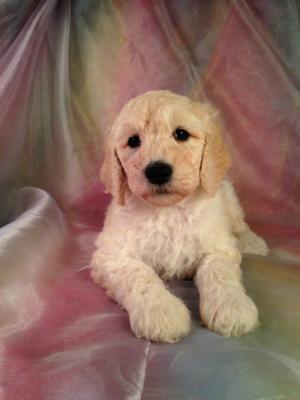 Standard poodle Breeders in Iowa. Female Cream Standard Poodle Puppy for Sale only $675. Trust Iowa's Best Breeder to Deliver Value at an Affordable Price!